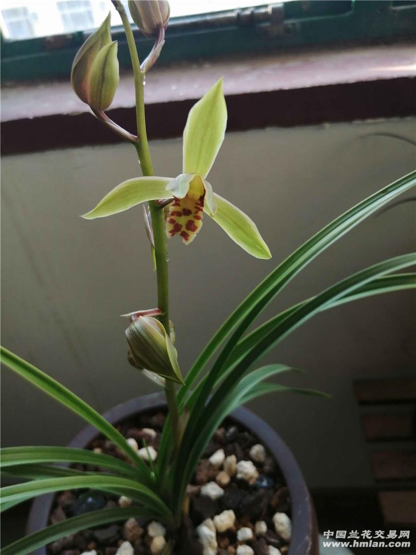 惠兰花开,普花没有名字!