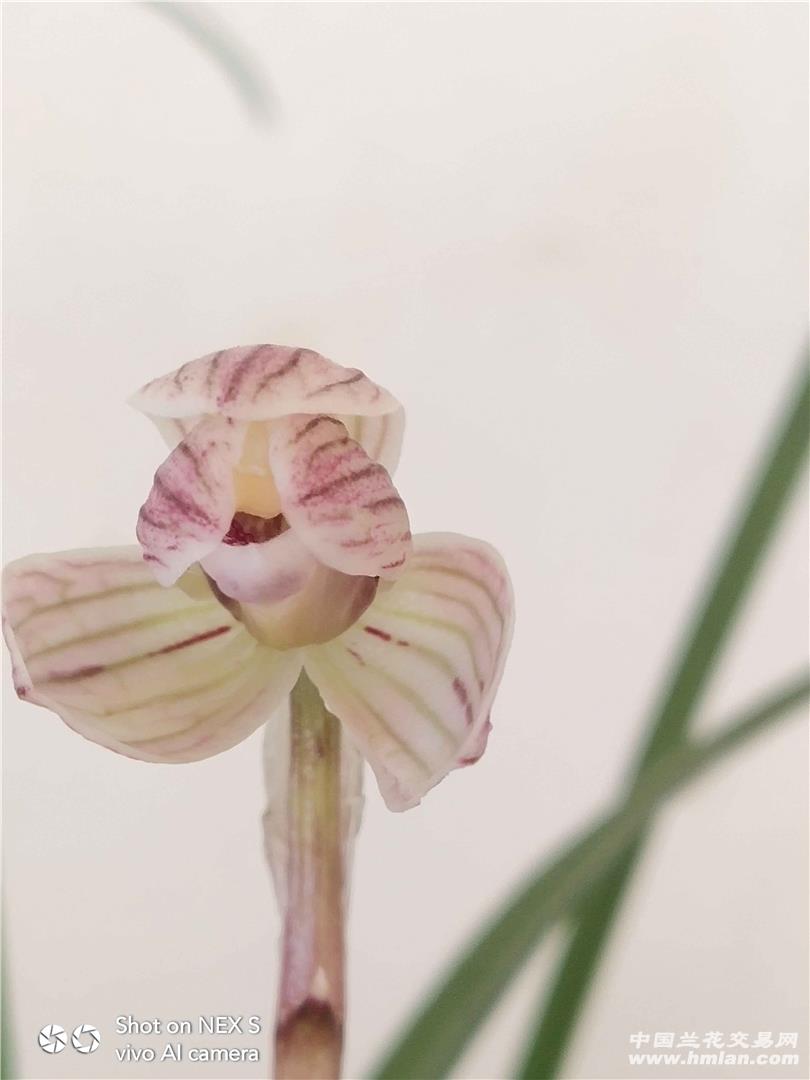 今年开的花花