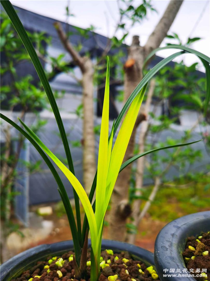 阴雨天里的红霞素-春剑篇-中国兰花交易网社区