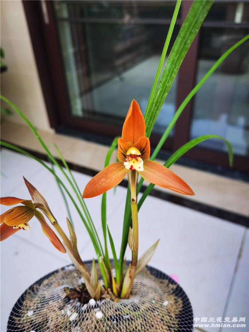 香豆花开-豆瓣篇-中国兰花交易网社区