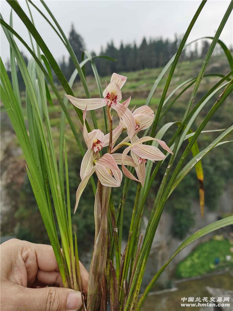 刚**特大宽叶莲瓣-莲瓣篇-中国兰花交易网社区