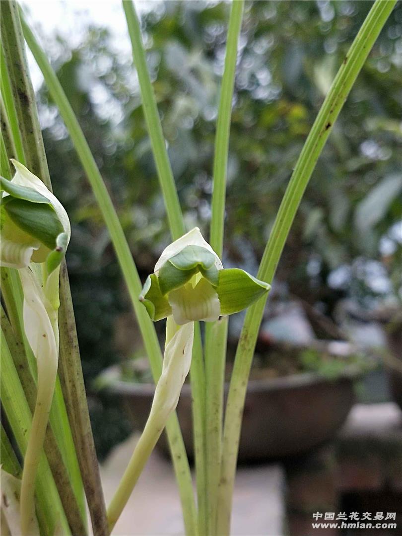 豆瓣素花