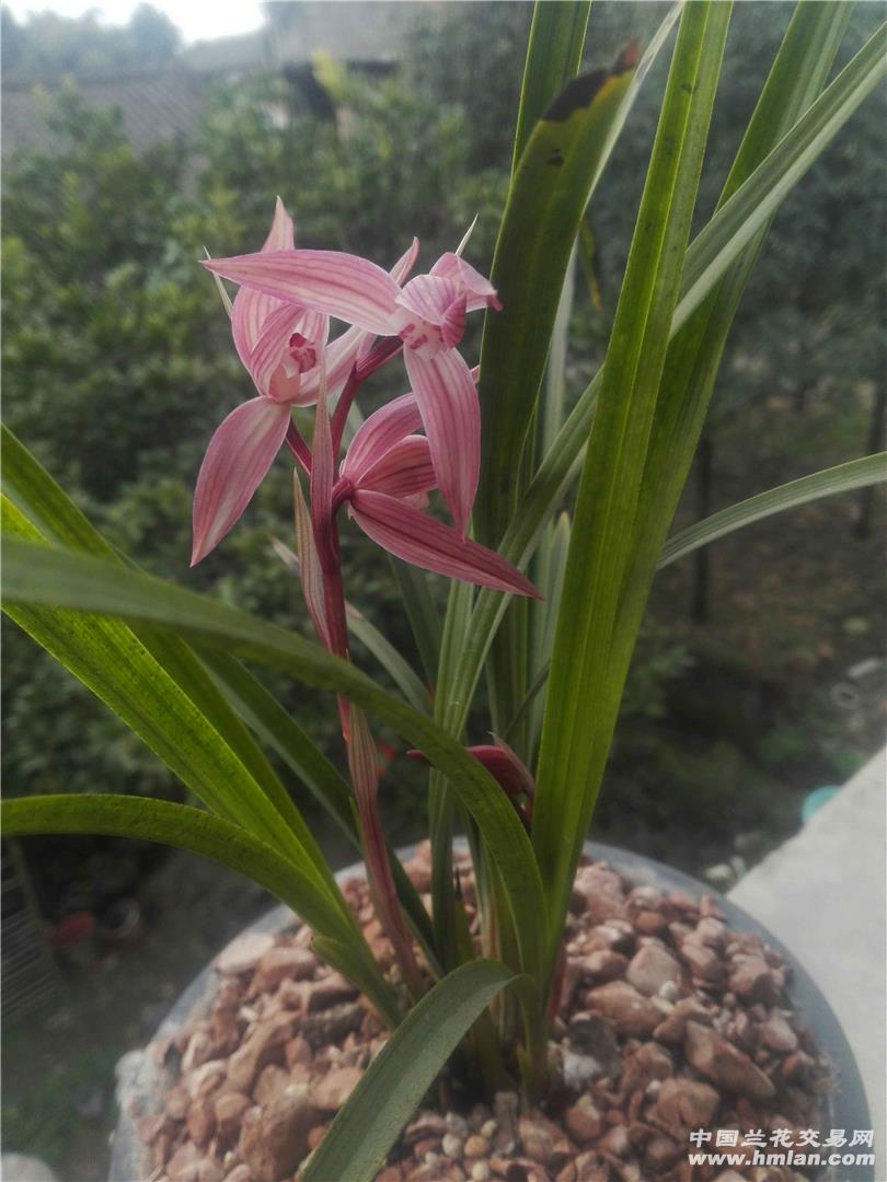 雨过天晴 红福-春剑篇-中国兰花交易网社区