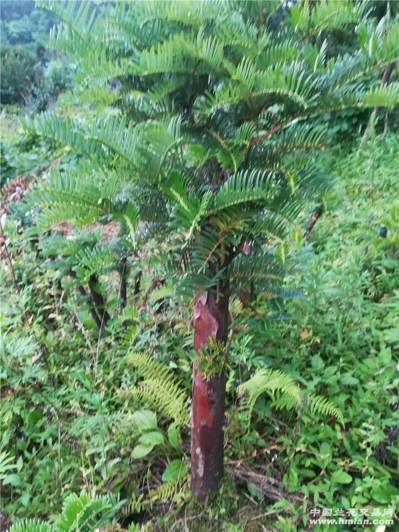 深山野生红豆杉