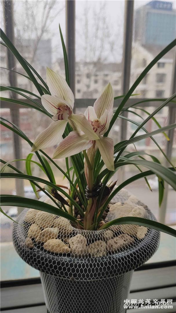 余江蝉