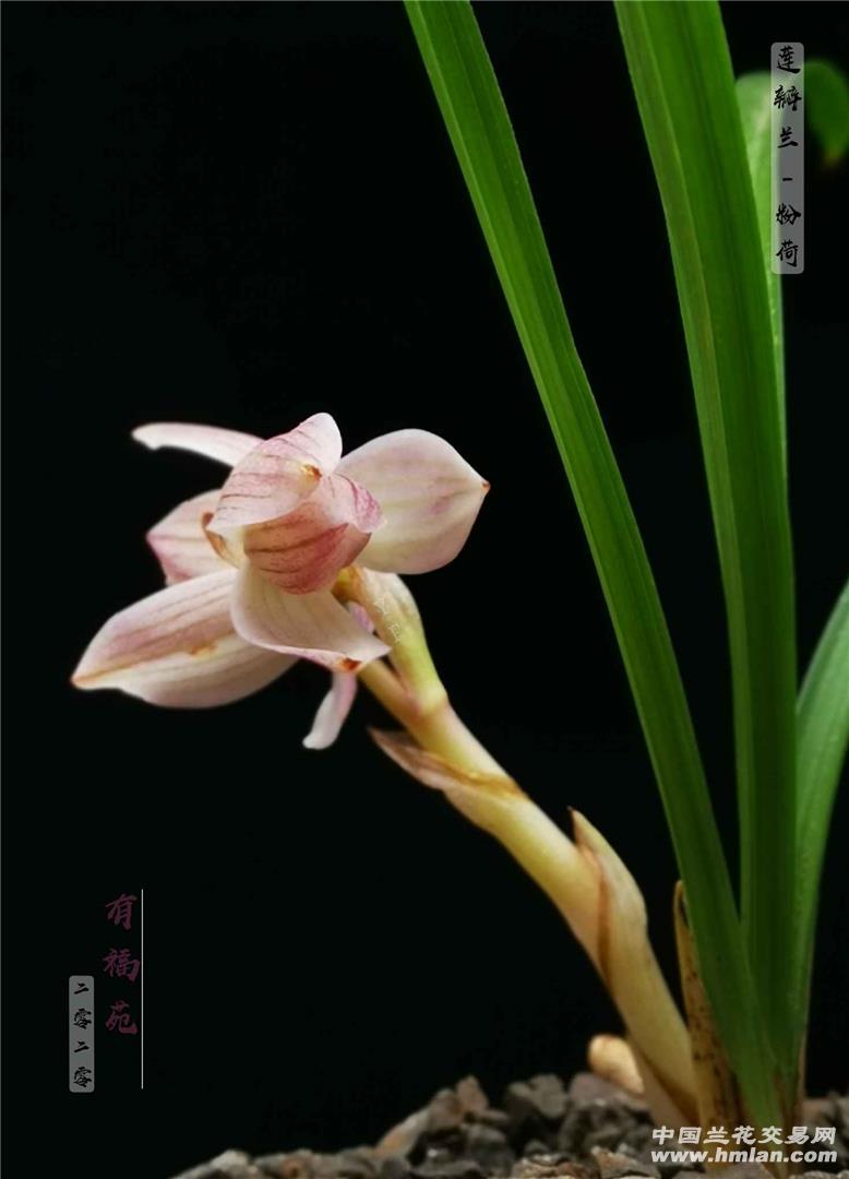 莲瓣兰-粉荷-莲瓣篇-中国兰花交易网社区