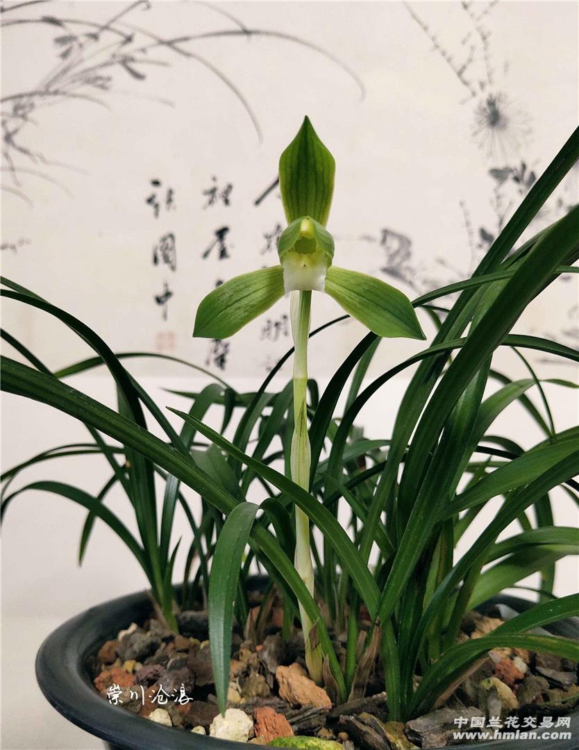 春素鹤裳花开-春兰篇-中国兰花交易网社区