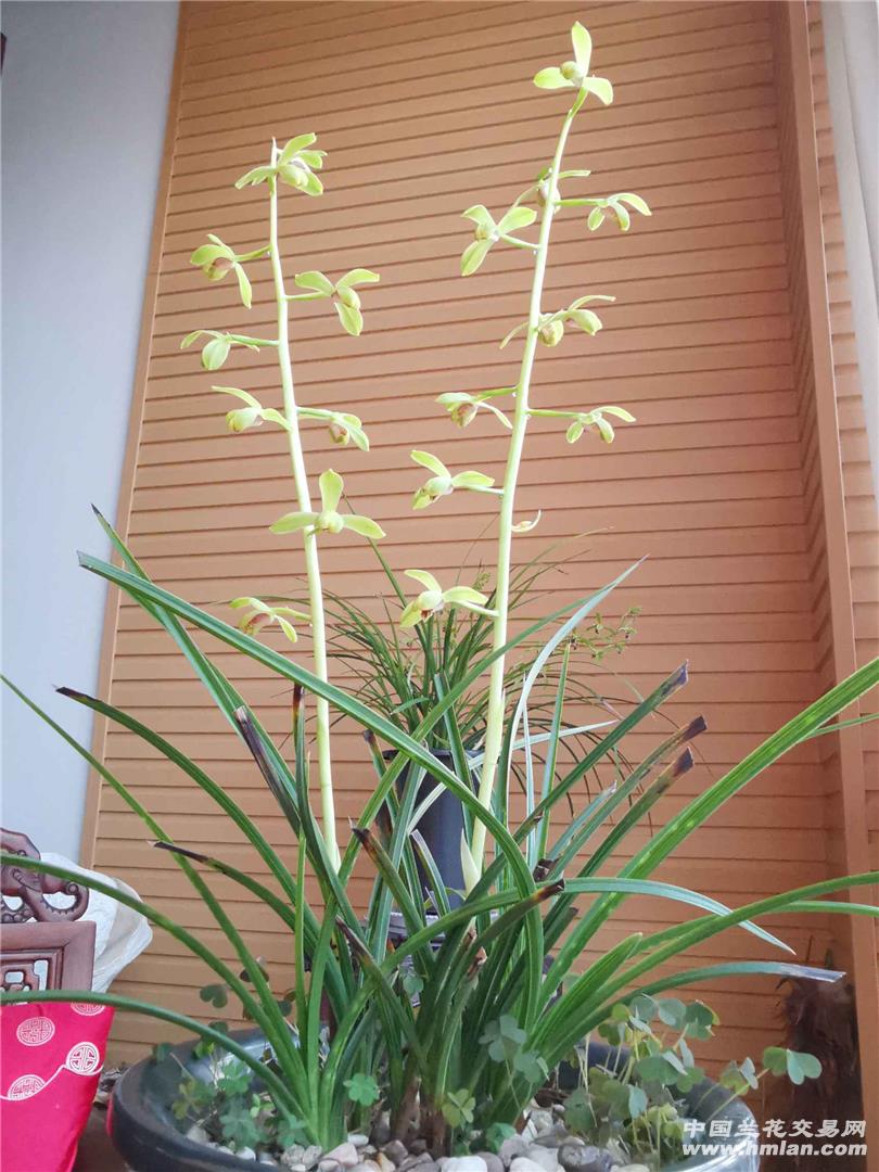 荡子早花-蕙兰篇-中国兰花交易网社区