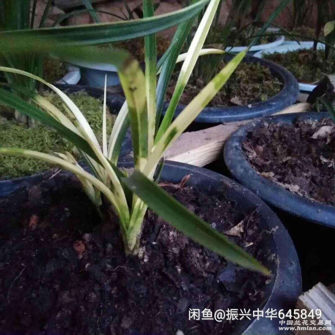 求大神鉴定是不是药水草-春兰篇-中国兰花交易网社区