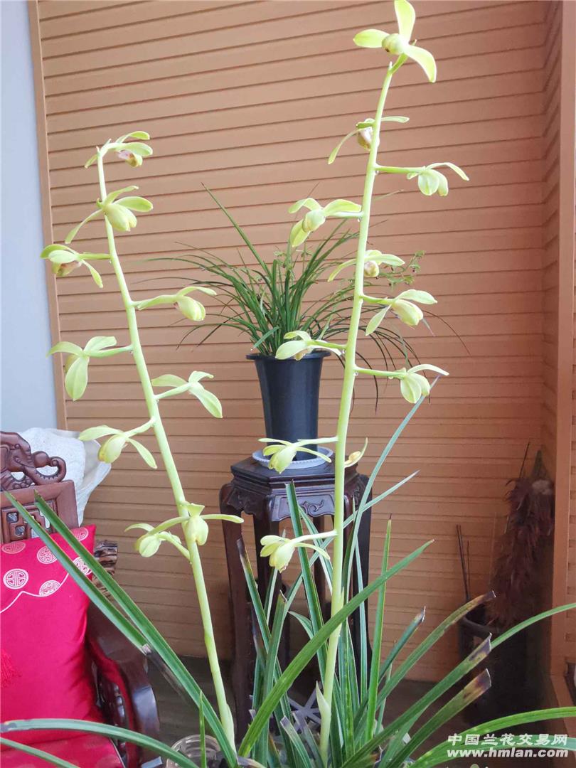 荡子早花-蕙兰篇-中国兰花交易网社区