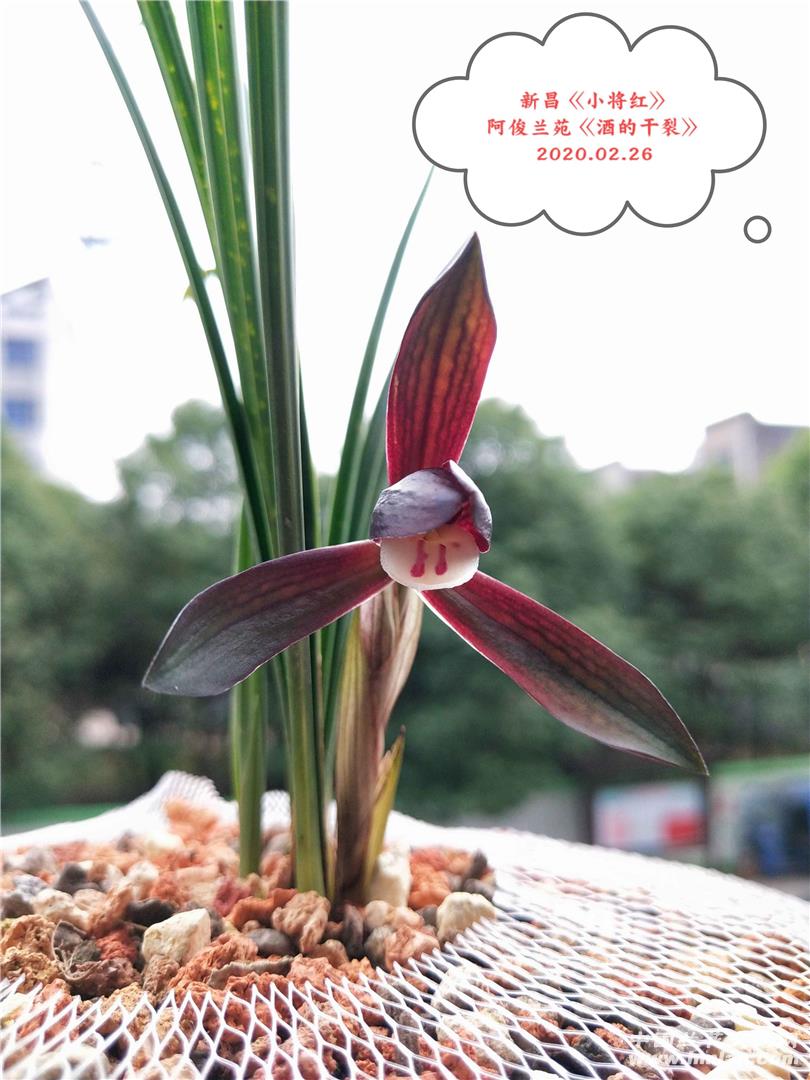 2020年--本苑春兰紫红色花《小将红》完美绽放