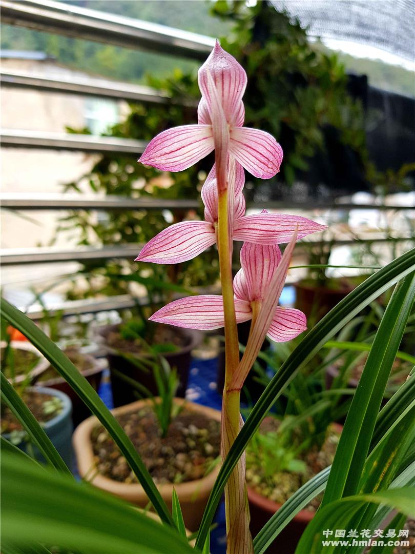 "新津胭脂"花开全程记录-春剑篇-中国兰花交易网社区