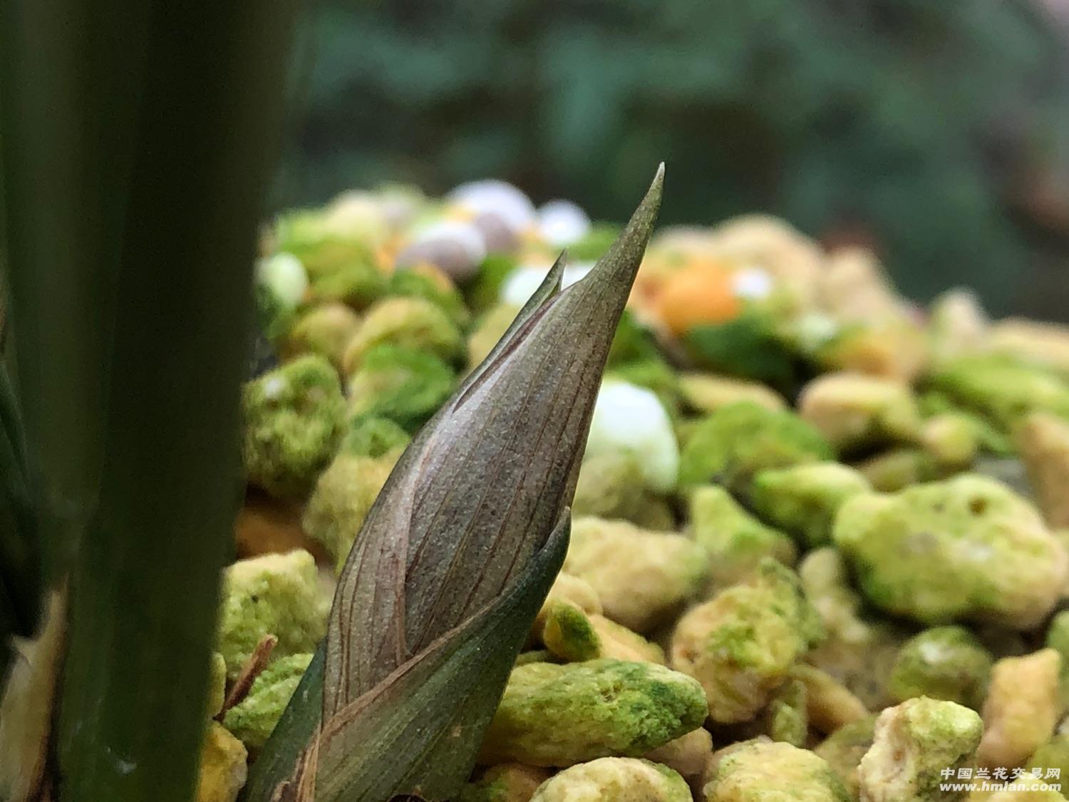 神话漂亮的花苞-春兰篇-中国兰花交易网社区