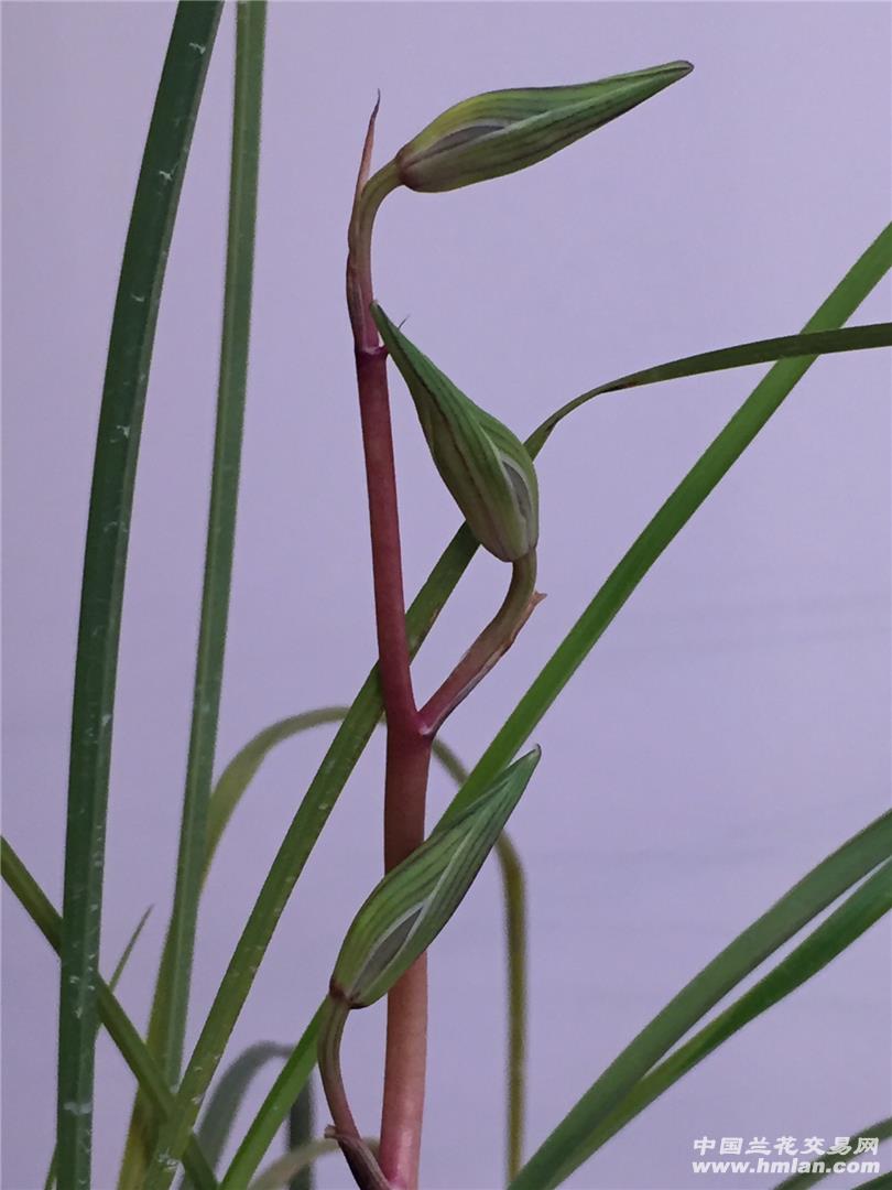 莲瓣兰碧龙红素大排玲