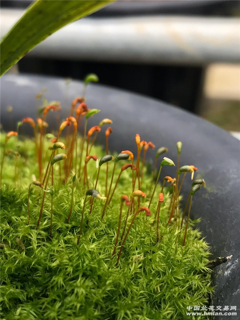 苔藓也漂亮