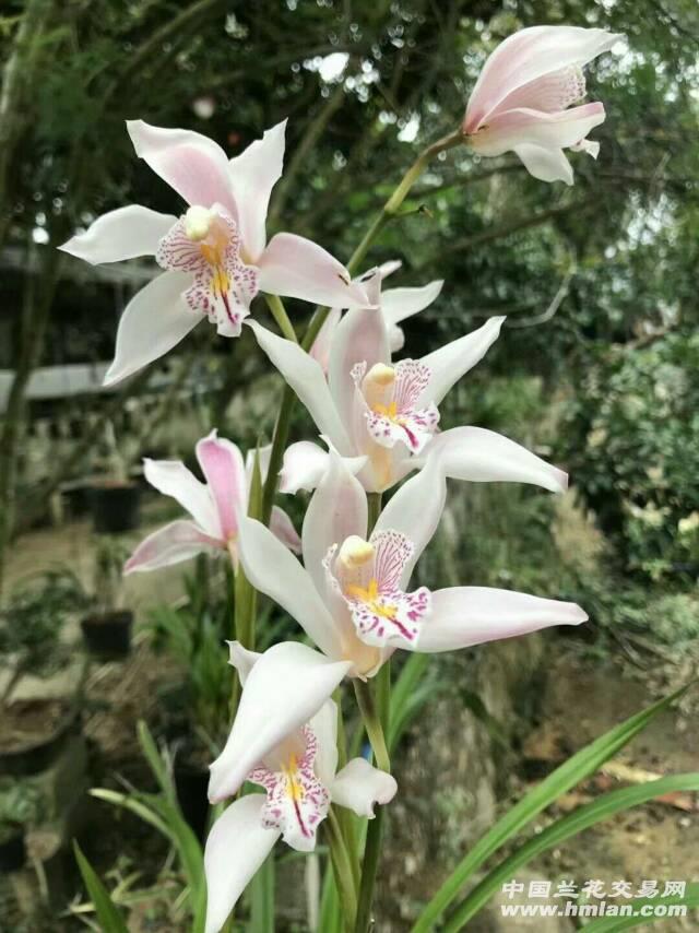 海南美花兰