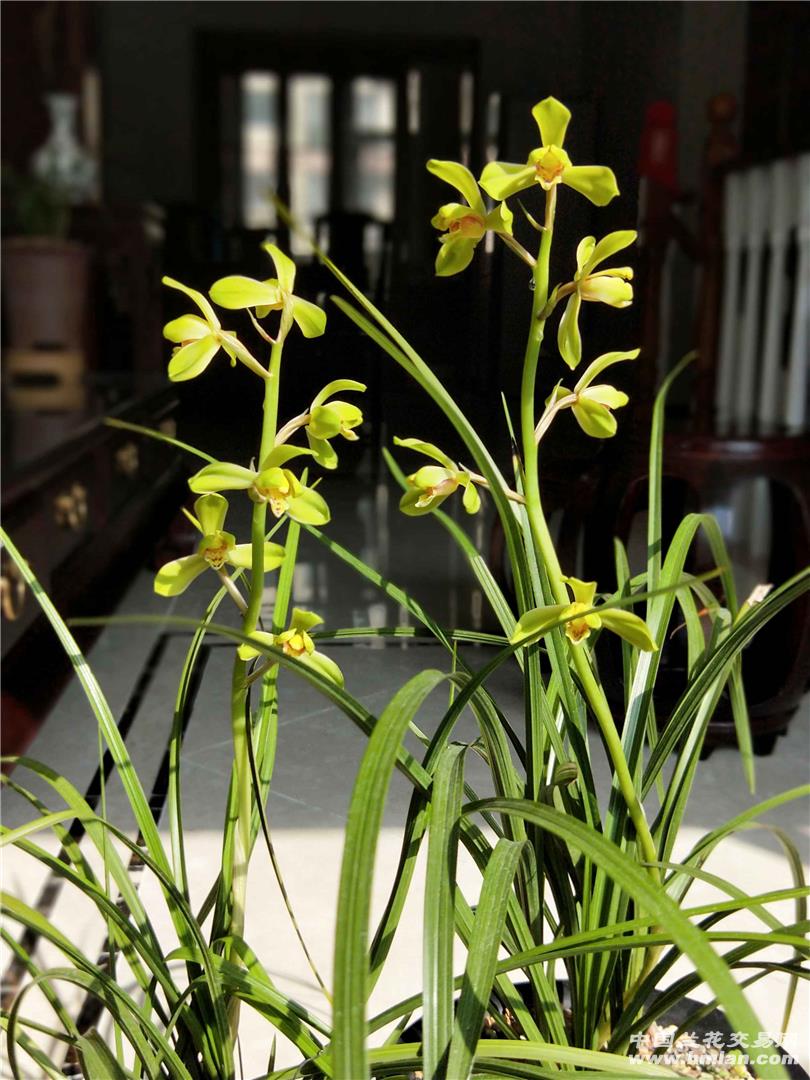 江南新极品-蕙兰篇-中国兰花交易网社区
