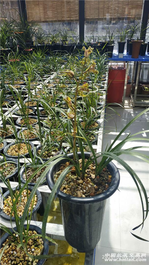 当年在江苏省兰展 几万元购买的紫砂星-蕙兰篇-中国网