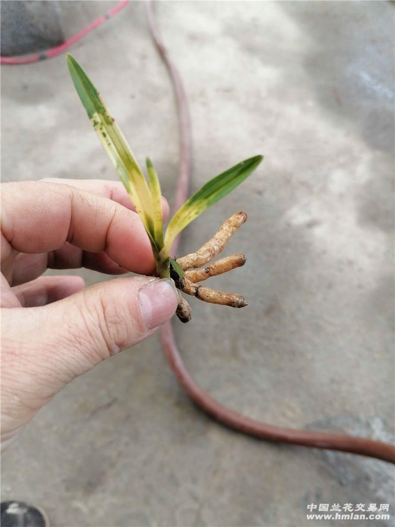 请老师们鉴别是不是药水草-蕙兰篇-中国兰花交易网社区