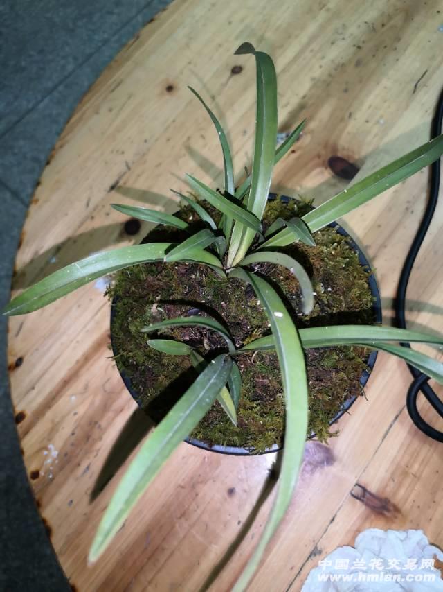 这才叫矮种蜜蜂兰吧