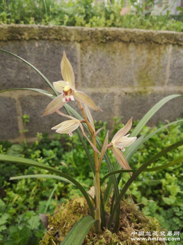 春剑兰花野生的,一根三花,咨询这朵多少钱