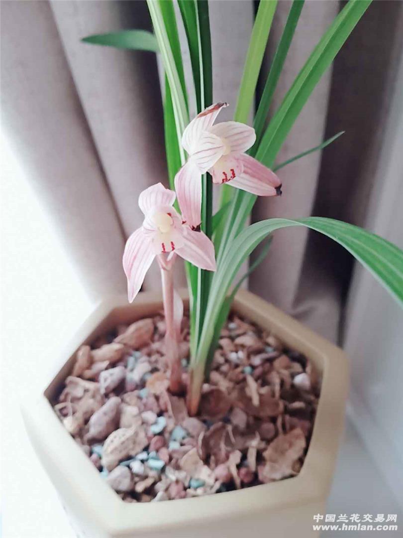 春剑粉桃