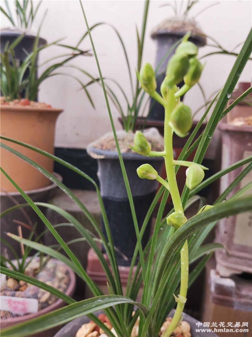 又搞了带花荡子郑荷-蕙兰篇-中国兰花交易网社区