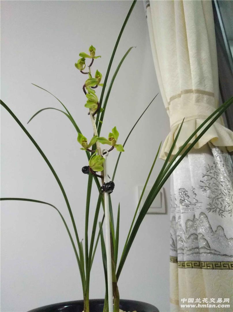 今年养的几盆蕙兰开花了