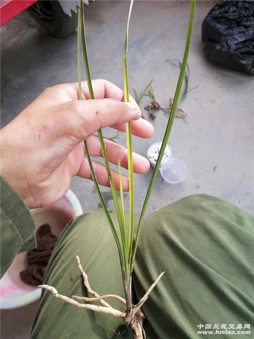 蕙兰变艺草