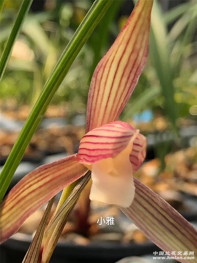 【小雅兰花】2020彩花素-春兰篇-中国兰花交易网社区