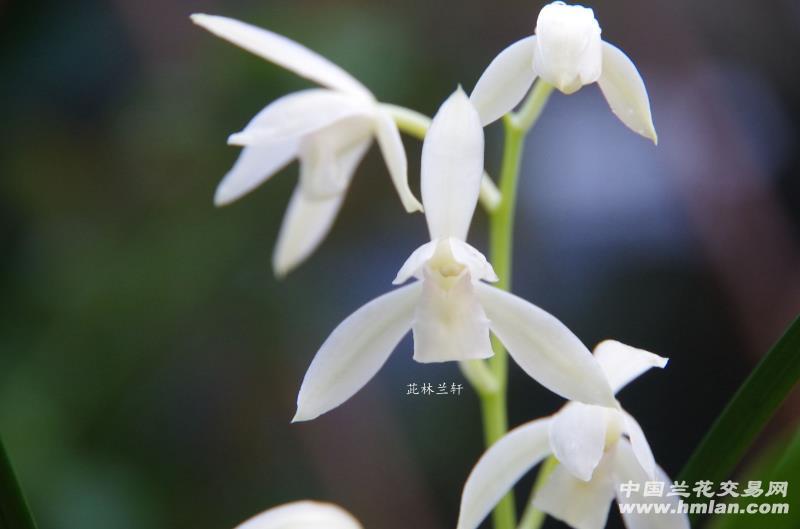 醉美四季兰(秋雪)-建兰篇-中国兰花交易网社区