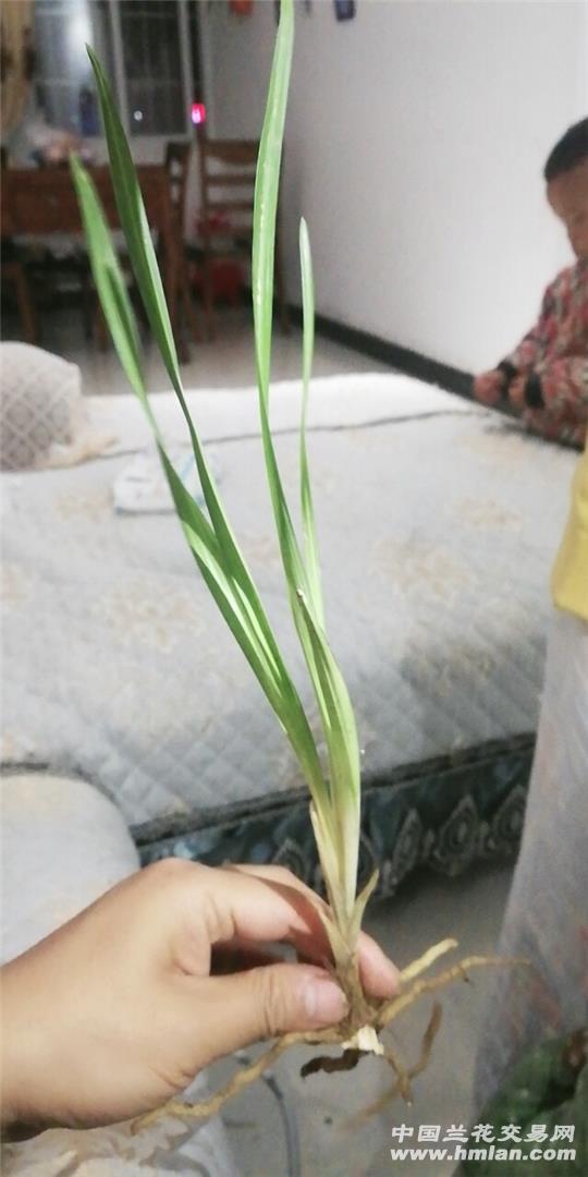 贵州春兰下山虎