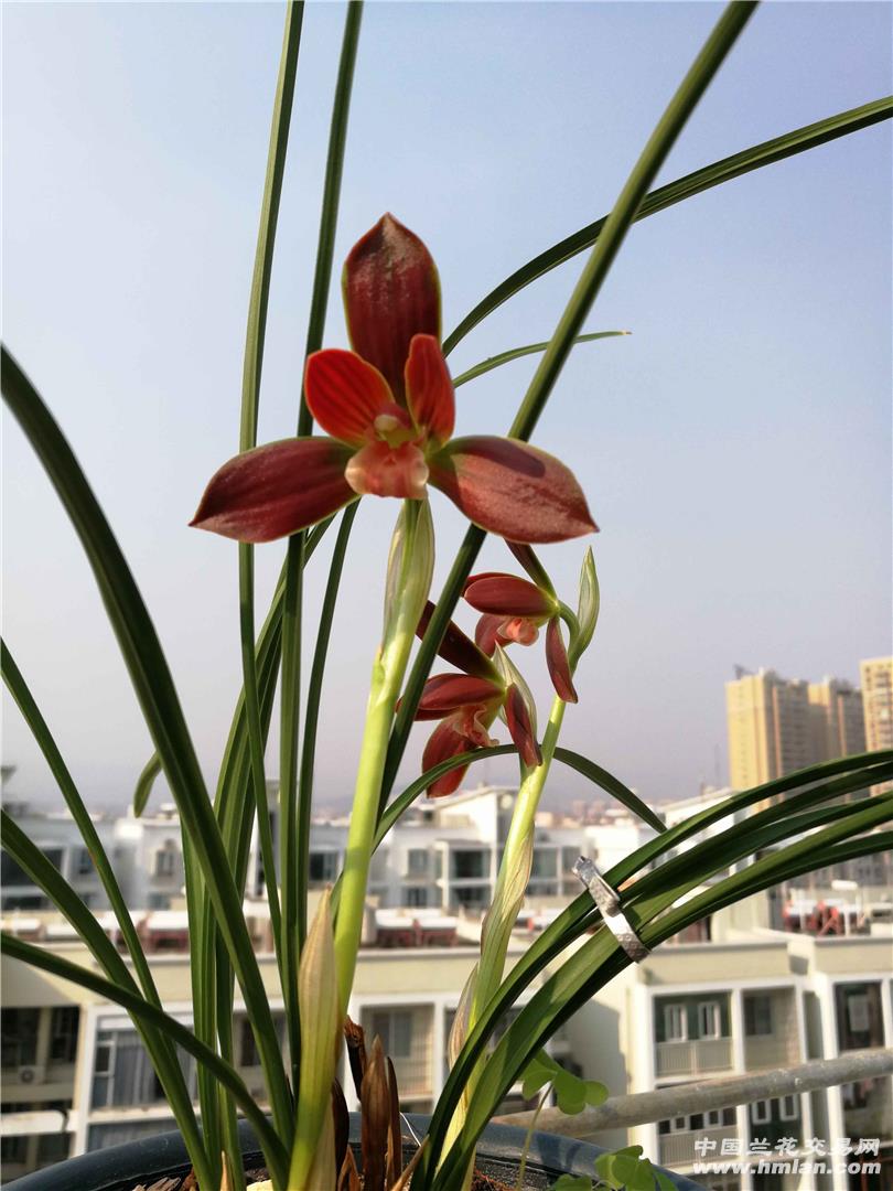 红河红-豆瓣篇-中国兰花交易网社区