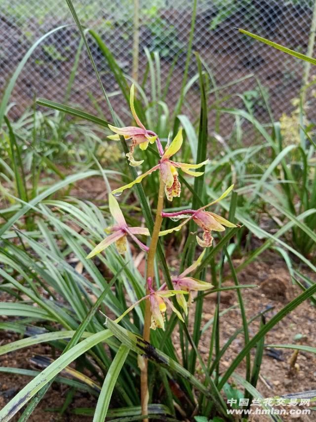 **彩虹花!-蕙兰篇-中国兰花交易网社区