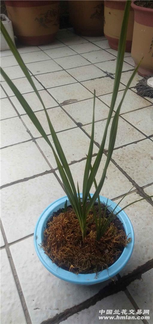 龙形草
