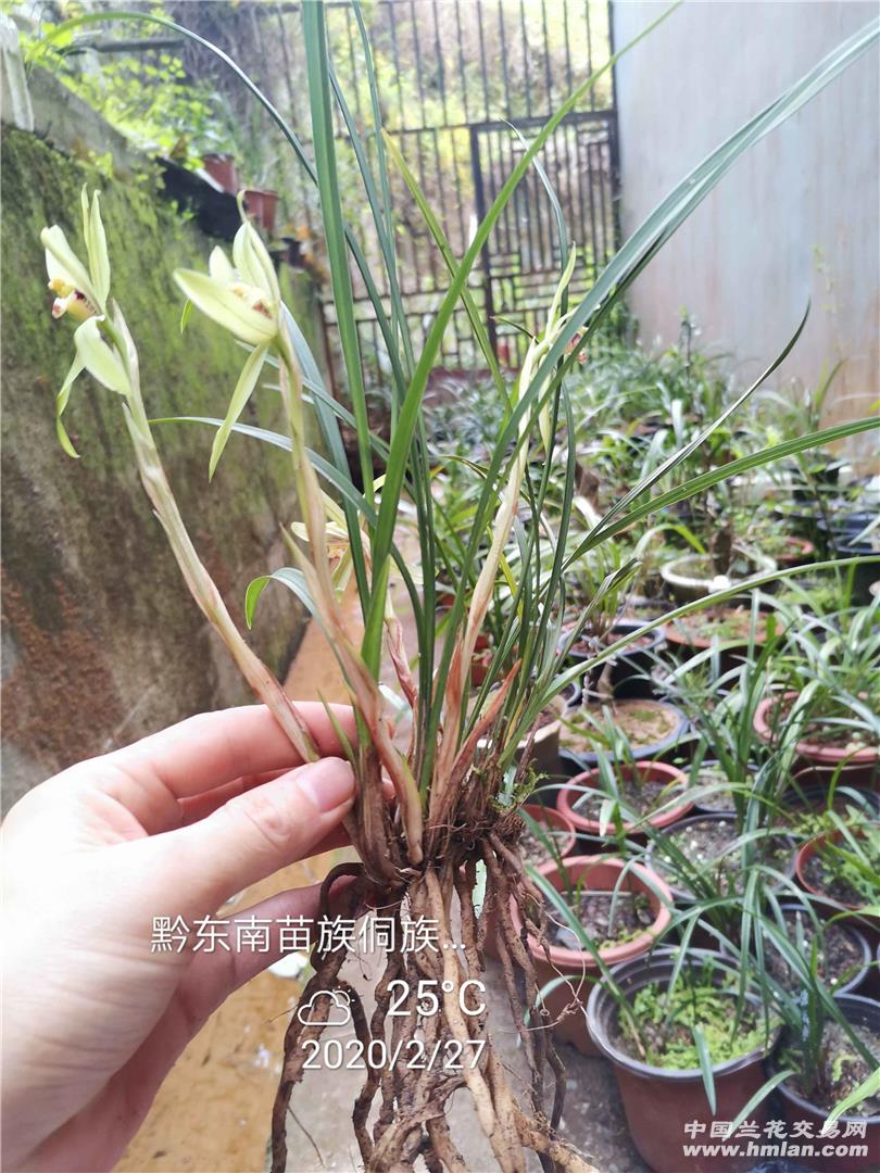 贵州春兰,多瓣,普,留个档.