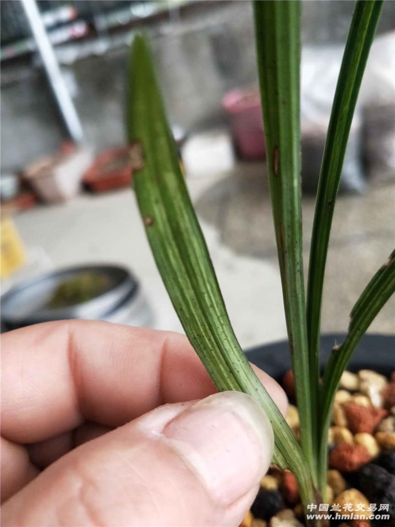 收获两颗春剑艺草