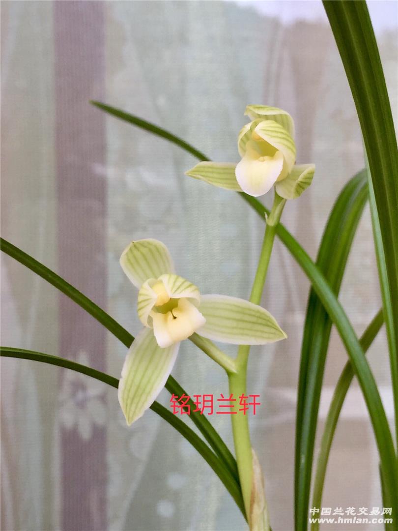 会理素荷花开-莲瓣篇-中国兰花交易网社区