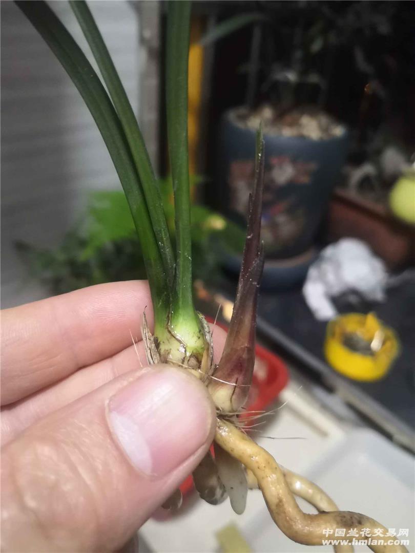 各位高手兰友,帮帮看看这是赤城吗!-兰花鉴辨-中国网