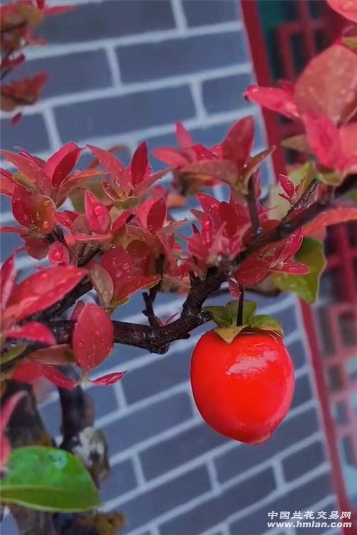 金弹子(凤血红-其他花卉-中国兰花交易网社区