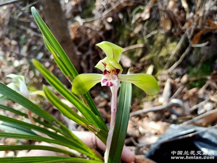 春兰瓣型花