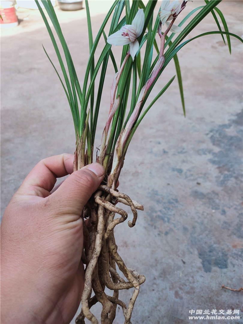 荡山荷-莲瓣篇-中国兰花交易网社区