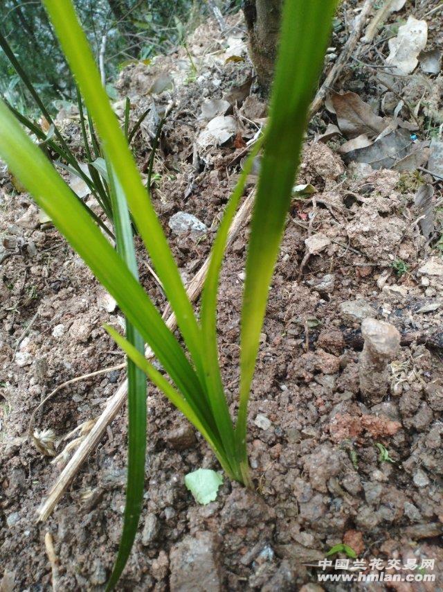 秦岭下山兰花