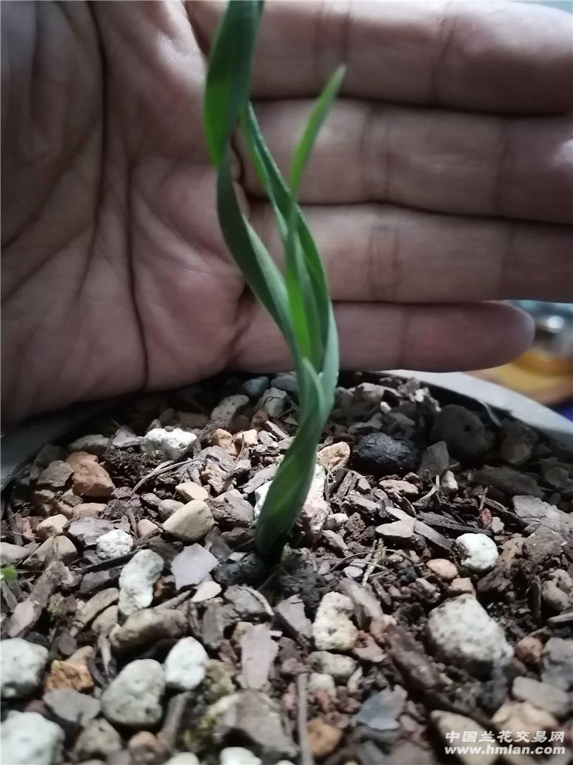 龙形草