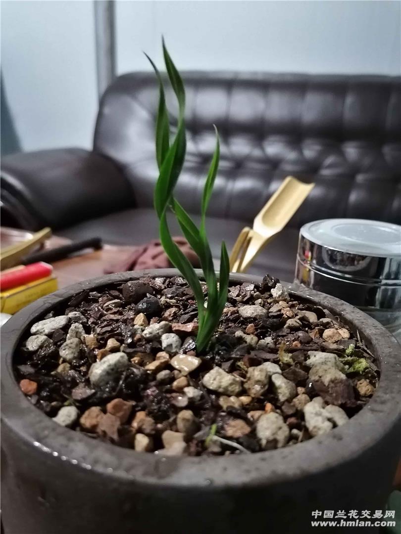 龙形草