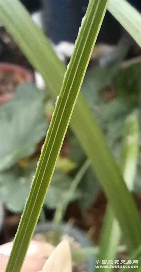 准备出程梅带花苞子母带双芽壮草