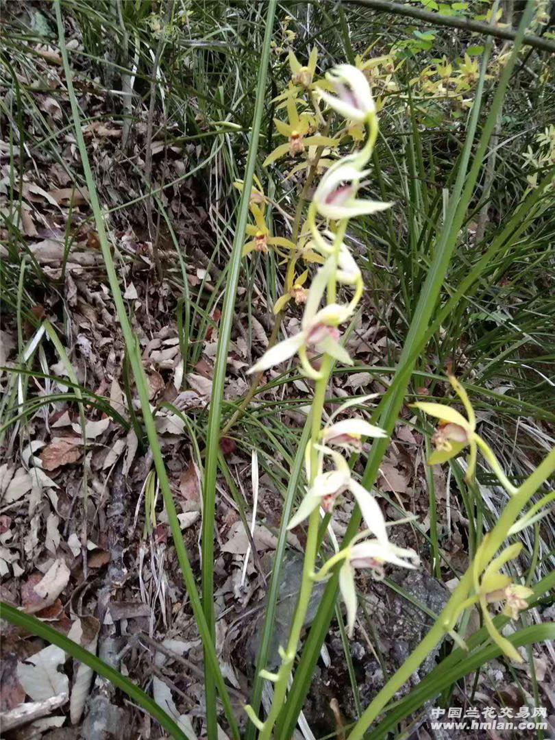 秦岭蕙兰白花求评论