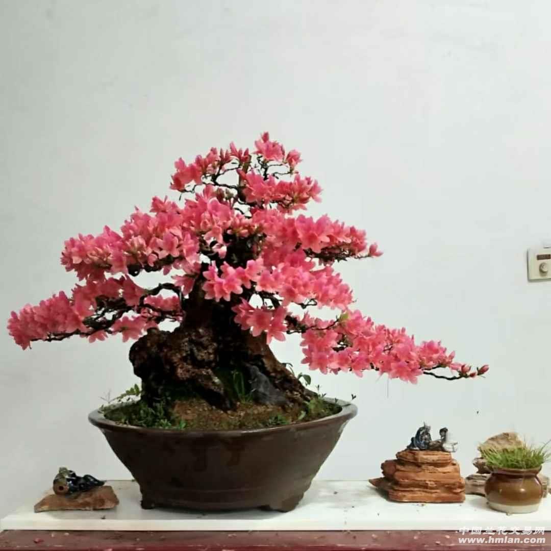 映山红盆景蟠扎造型-种养心得-中国兰花交易网社区
