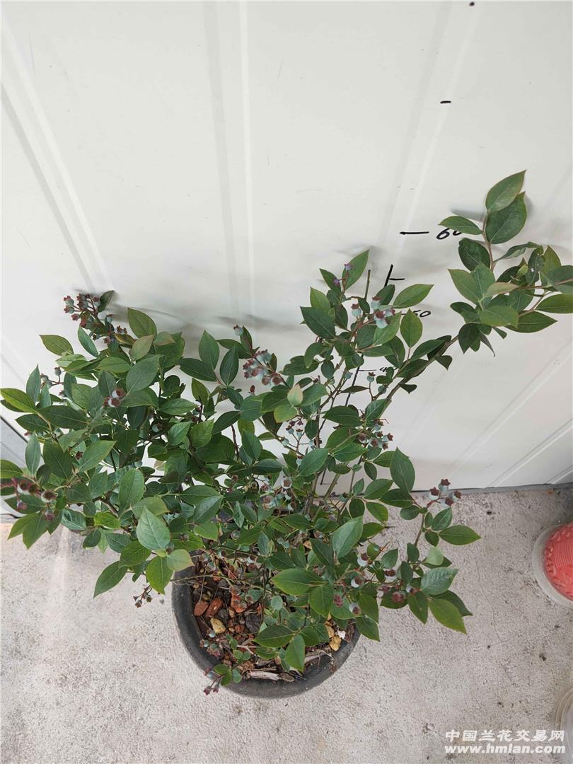 蓝莓苗阳台种植很不错