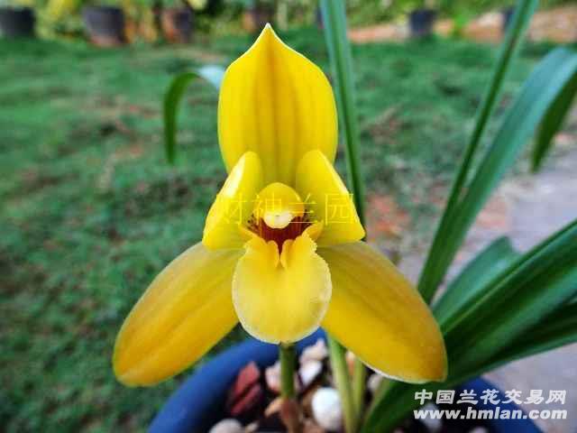黄金素荷 旭日东升-春兰篇-中国兰花交易网社区